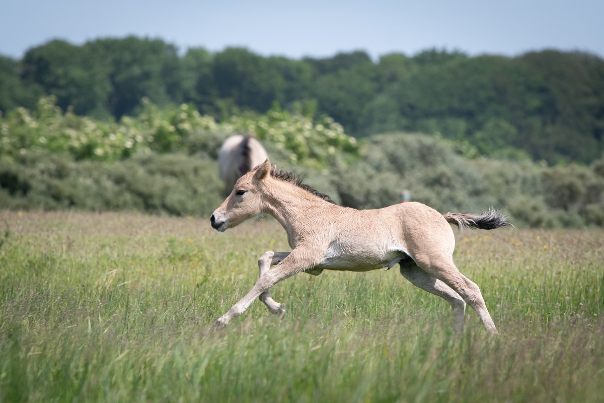 Konik Fohlen