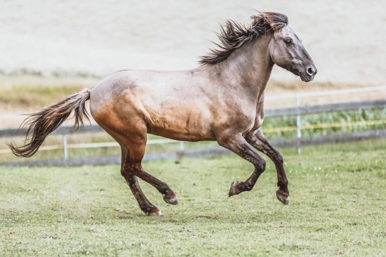 Konik Pferd galopiert