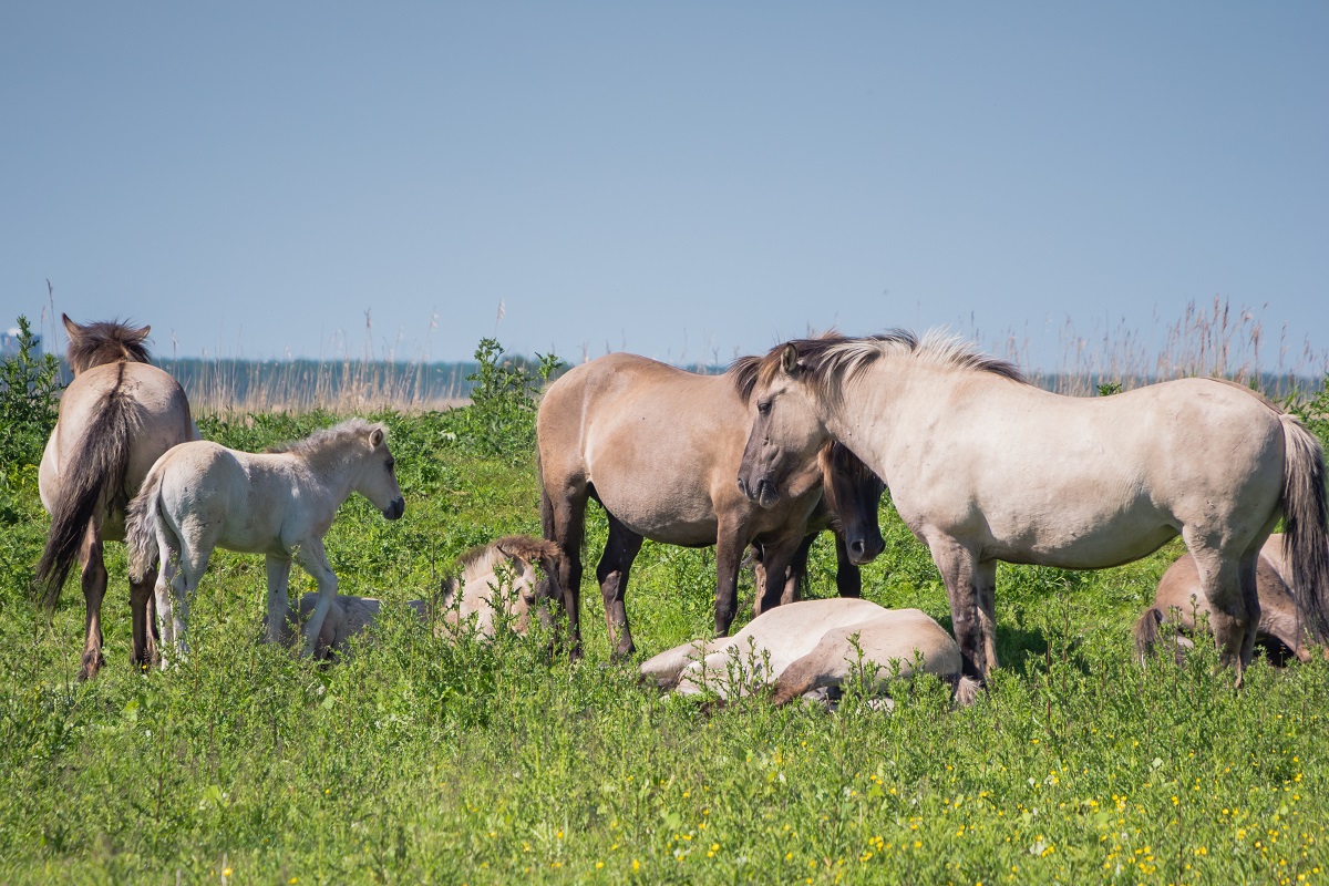 Konik Pferde auf Wiese