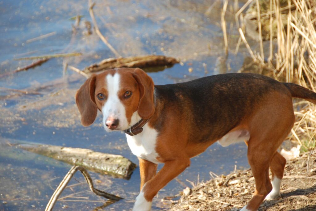 Deutsche Bracke in der Natur