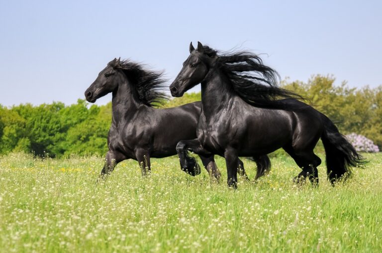 Freisen Pferde auf der Weide