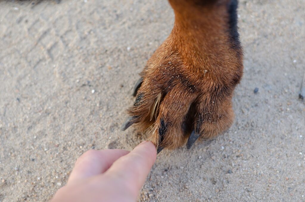 Erstaunlich Grannen Hund Bilder Bilder