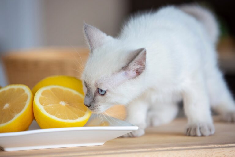 Katzen mögen Zitrusduft nicht