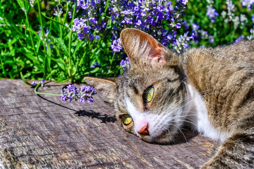 Katze liegt beim Lavendel