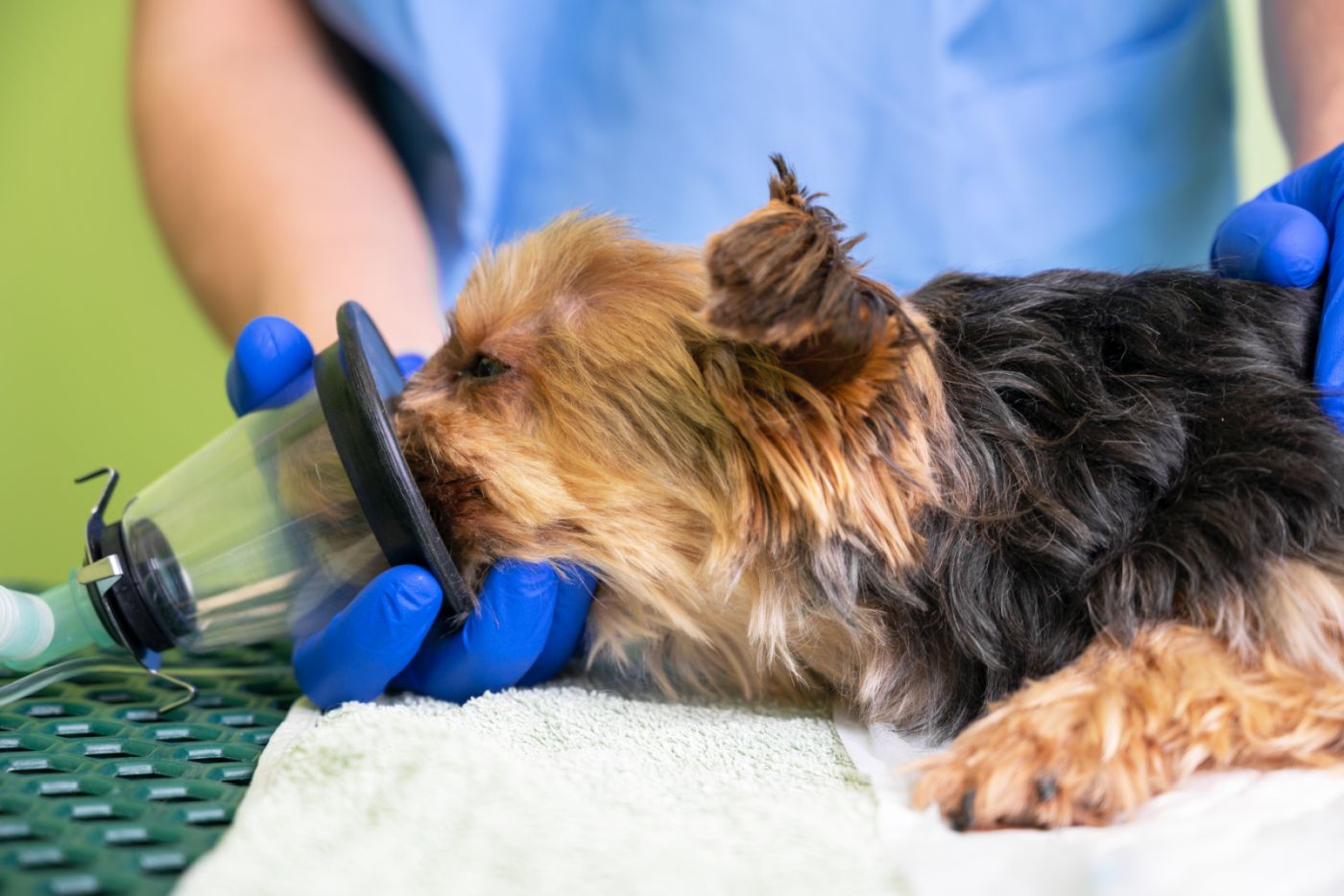 Narkose beim Hund Ablauf und Risiken zooplus Magazin