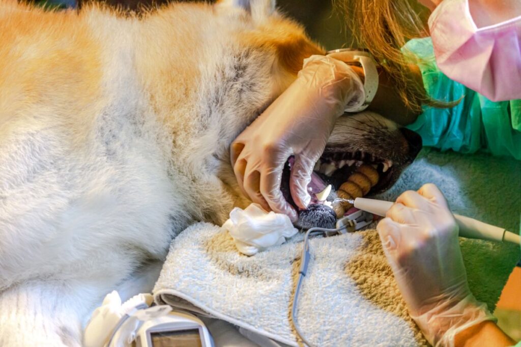 Tierärztin entfernt bei einem Hund Zahnstein Zahnsteinentfernung beim Hund mit Narkose