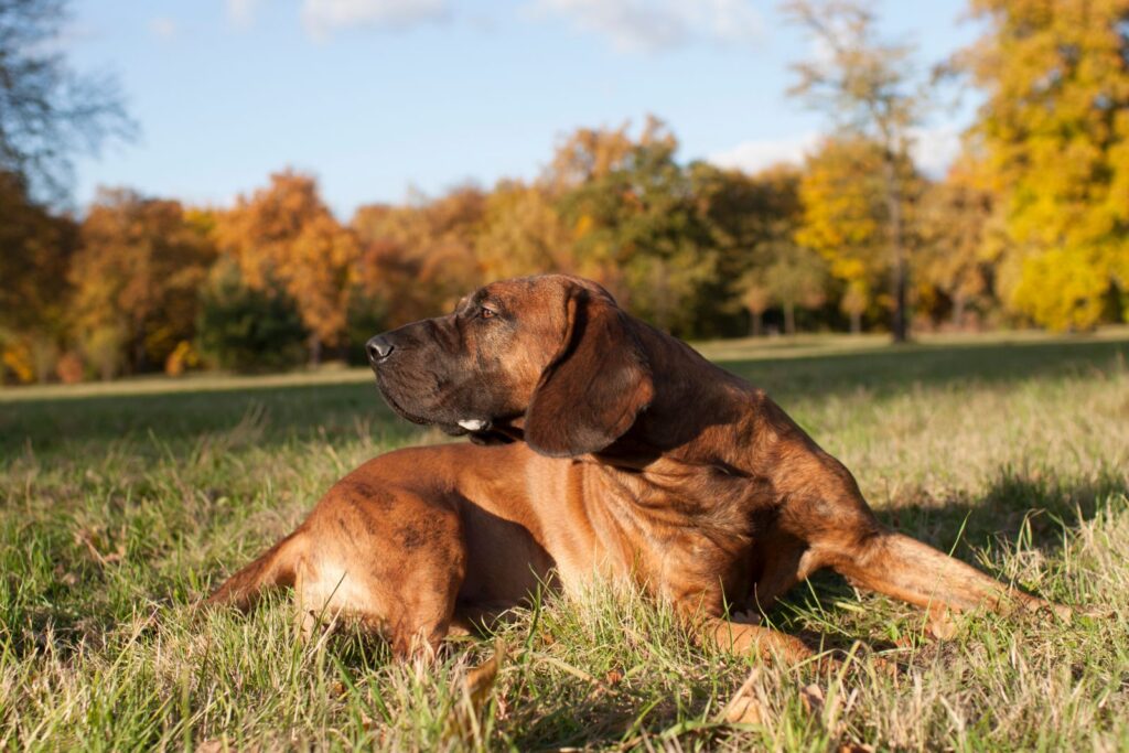 hannoverscher schweisshund liegt auf wiese