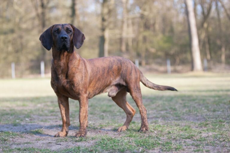 hannoverscher schweißhund auf wiese