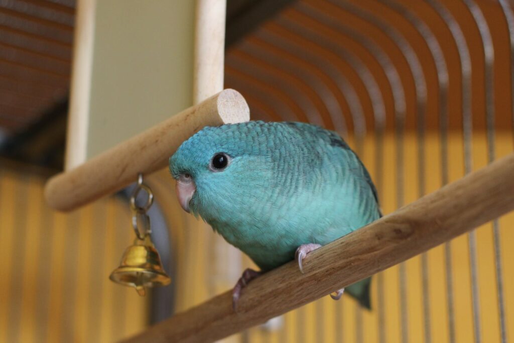 katharinasittich in vogelkäfig auf stange