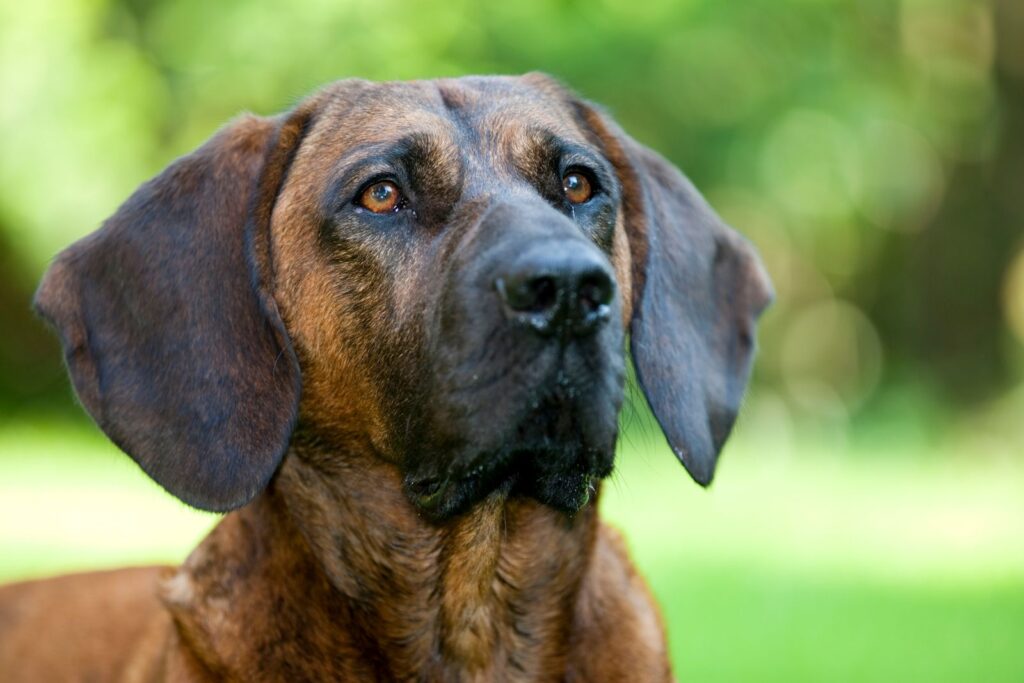 nahaufname kopf hannoverscher schweisshund