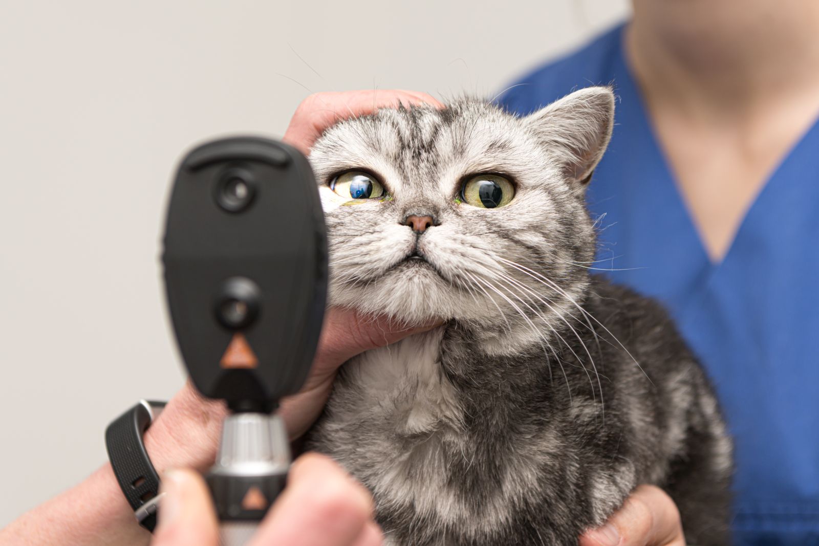 Schlaganfall bei Katzen erkennen zooplus Magazine