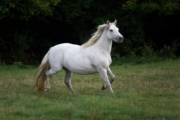 Connemara Pony auf der Weide