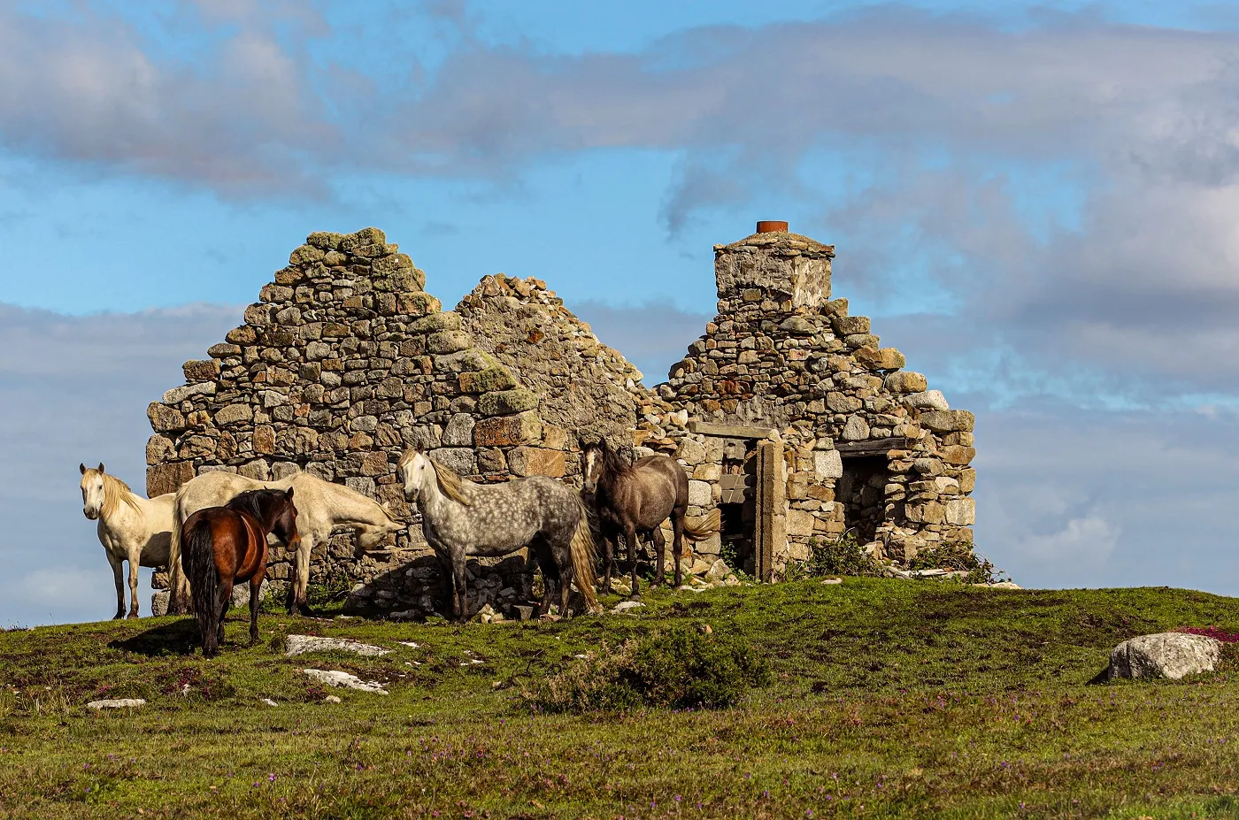 Connemara Pony in der Natur