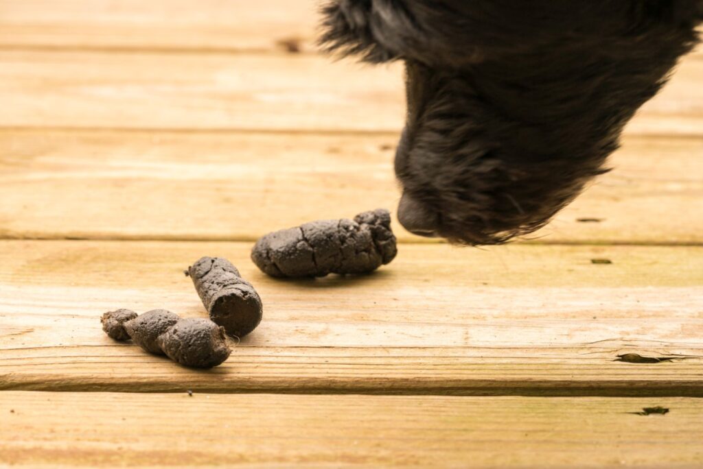 2 weiche glibbrige künstliche Hunde Kothaufen mit 6 Fliegen Kacke