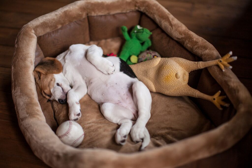 Ein Beagle-Welpe schläft in seinem Körbchen beagle welpe schlaeft in koerbchen