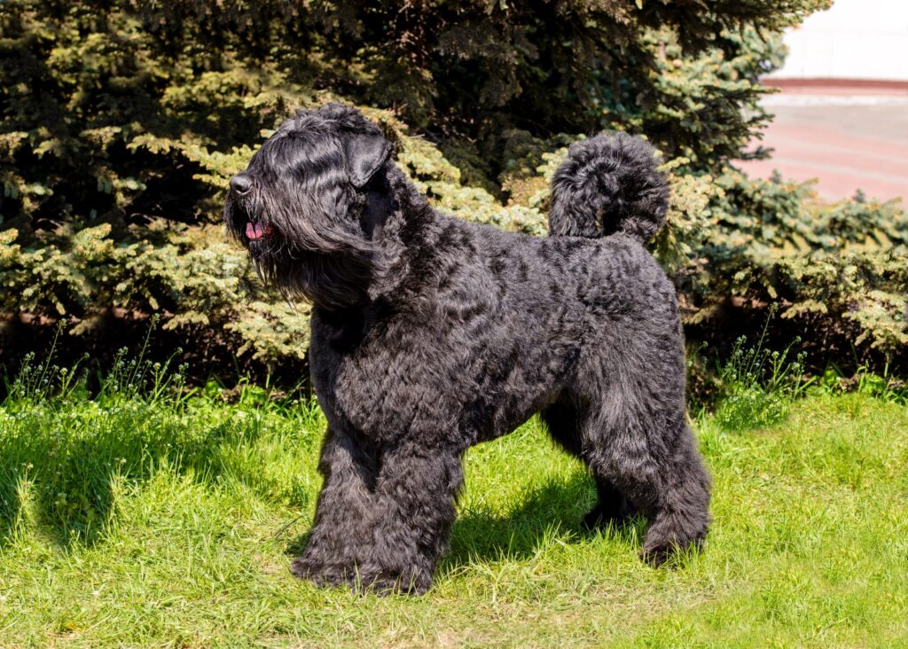 schwarzer bouvier des flandres hund im garten