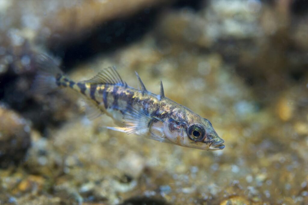 Dreistachliger Stichling schwimmt nahe des Bodens dreistachliger stichling bodengrund