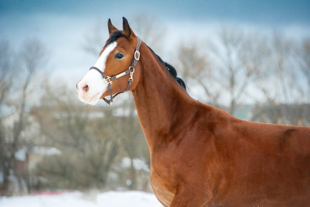 holsteiner pferd winter