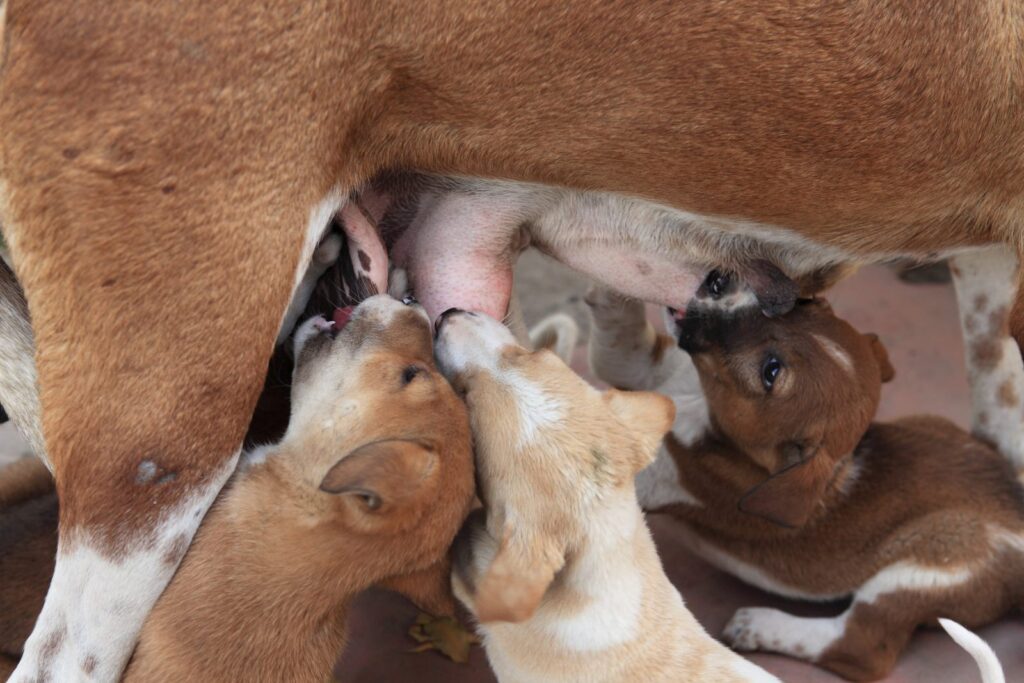 hundwelpen am gesaeuge der huendin