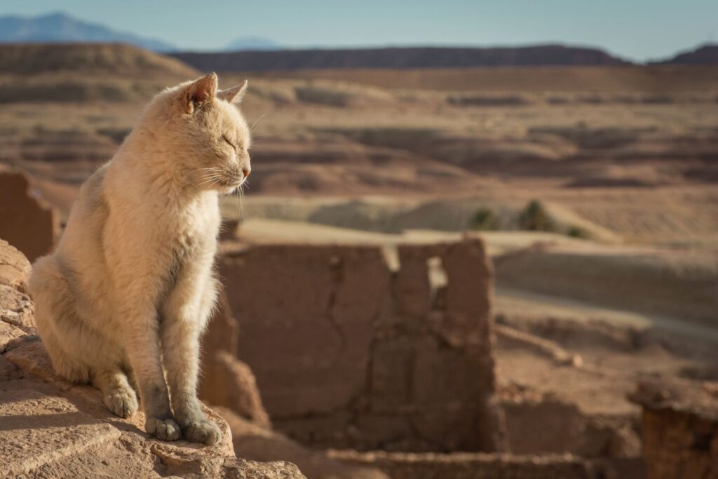 wuestentier katze in marokko