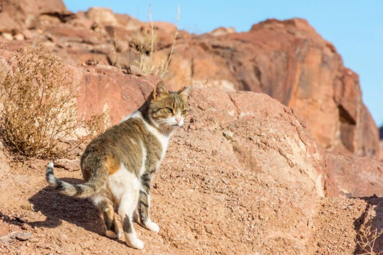 katze in wuestenlandschaft