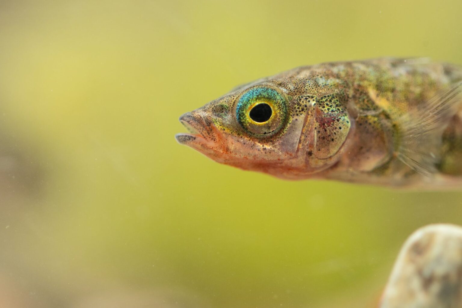 Stichling Haltung im Aquarium zooplus Magazine
