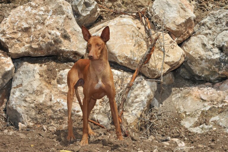 podenco canario hund