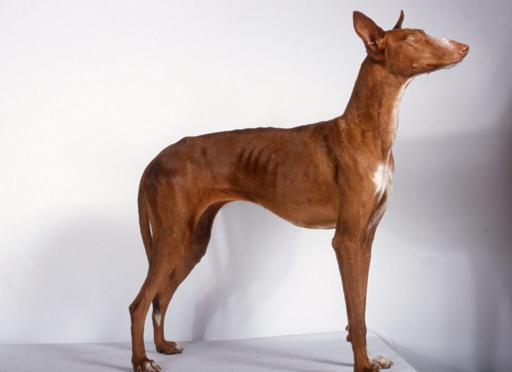 podenco canario im profil