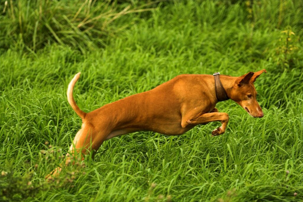 podenco canario springt wiese