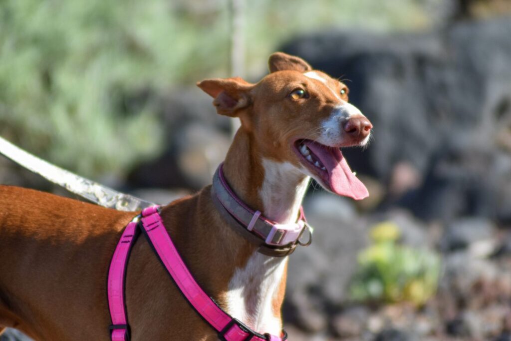 podenco canario an leine