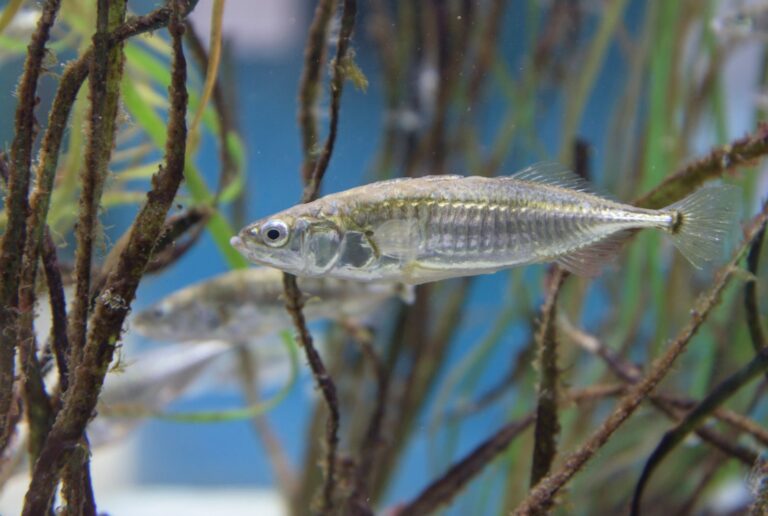 dreistachliger stichling aquarium