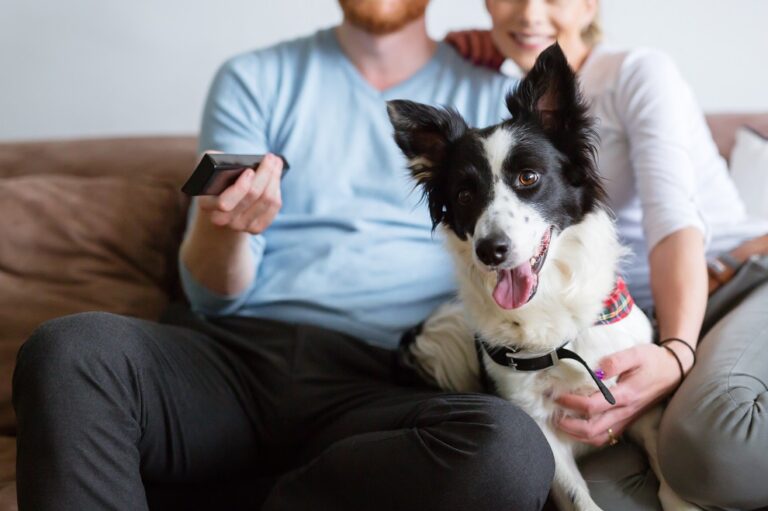 können Hunde fernsehen