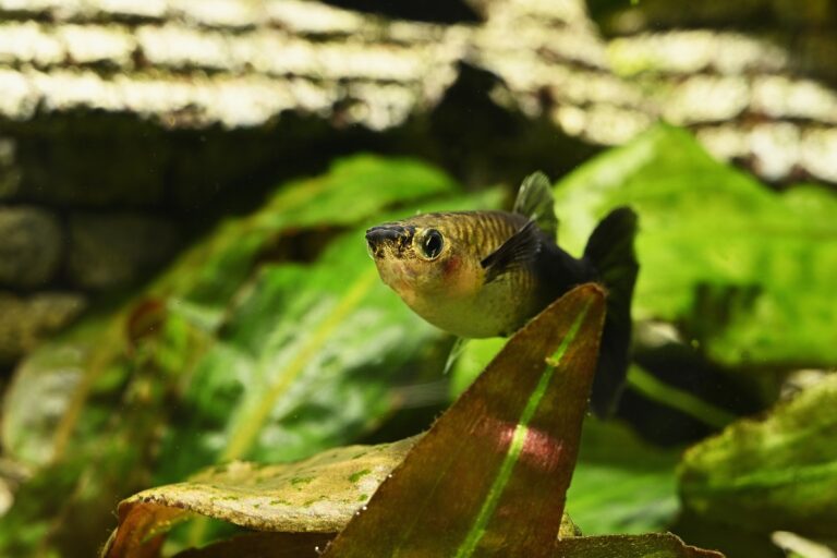 Fisch im Aquarium