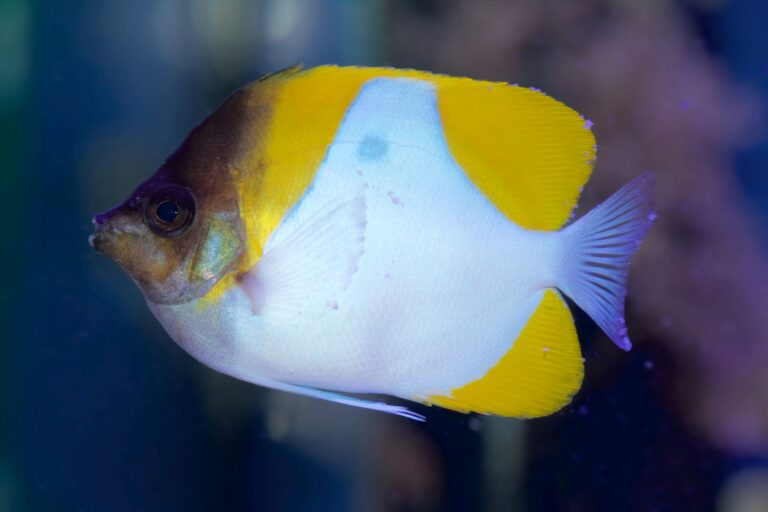 Beulenkrankheit bei Fischen