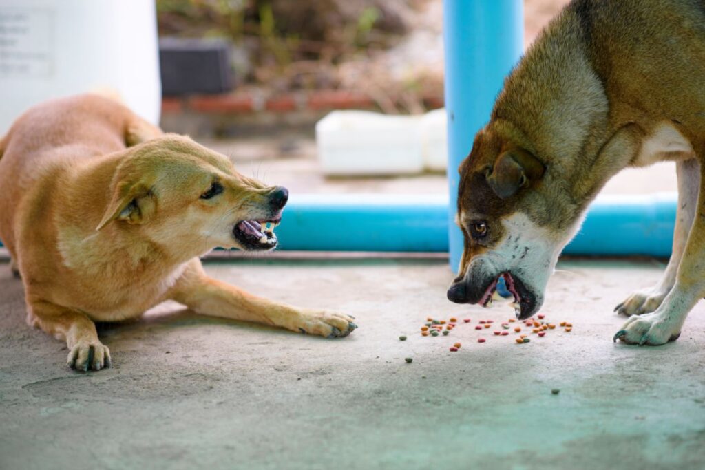Zwei Hunde streiten über Futter Futterneid Hund aggressives Verhalten