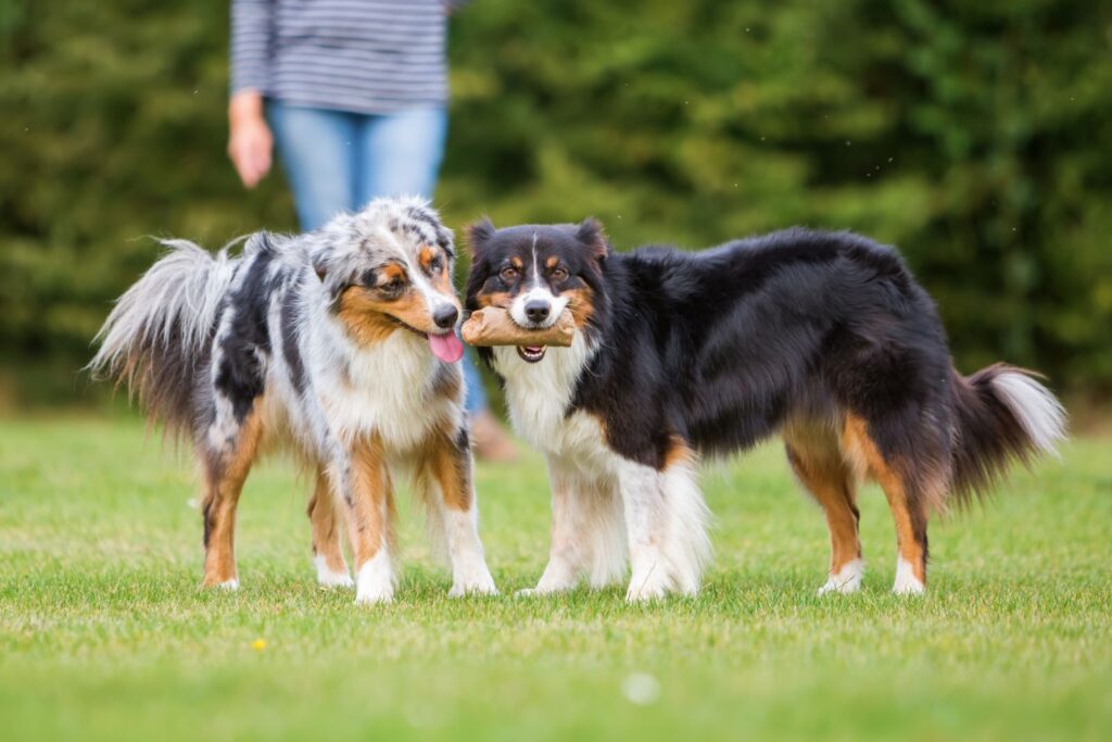Zwei Hunde streiten um Futter Futterneid Mehrhundehaushalt
