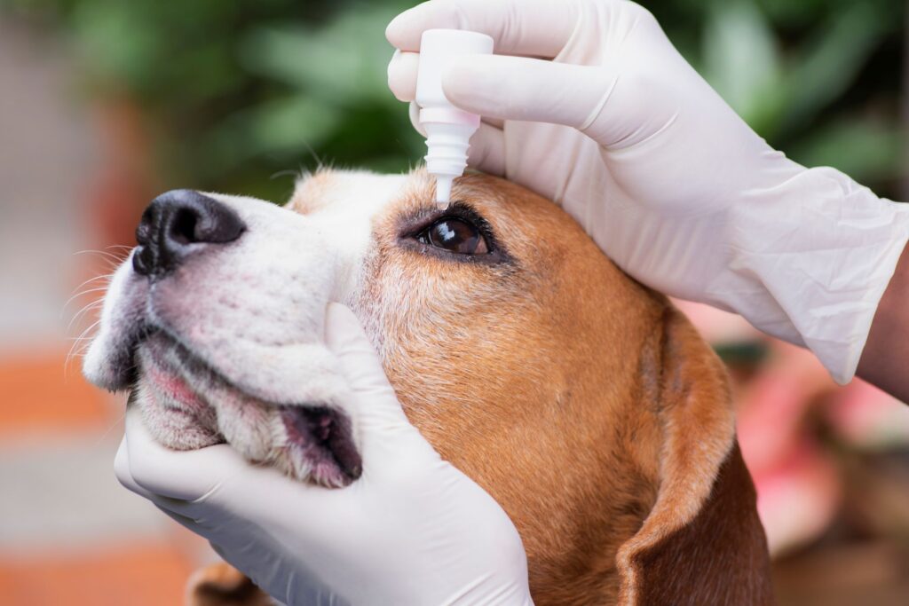 Glaukom beim Hund Behandlung mit Augentropfen