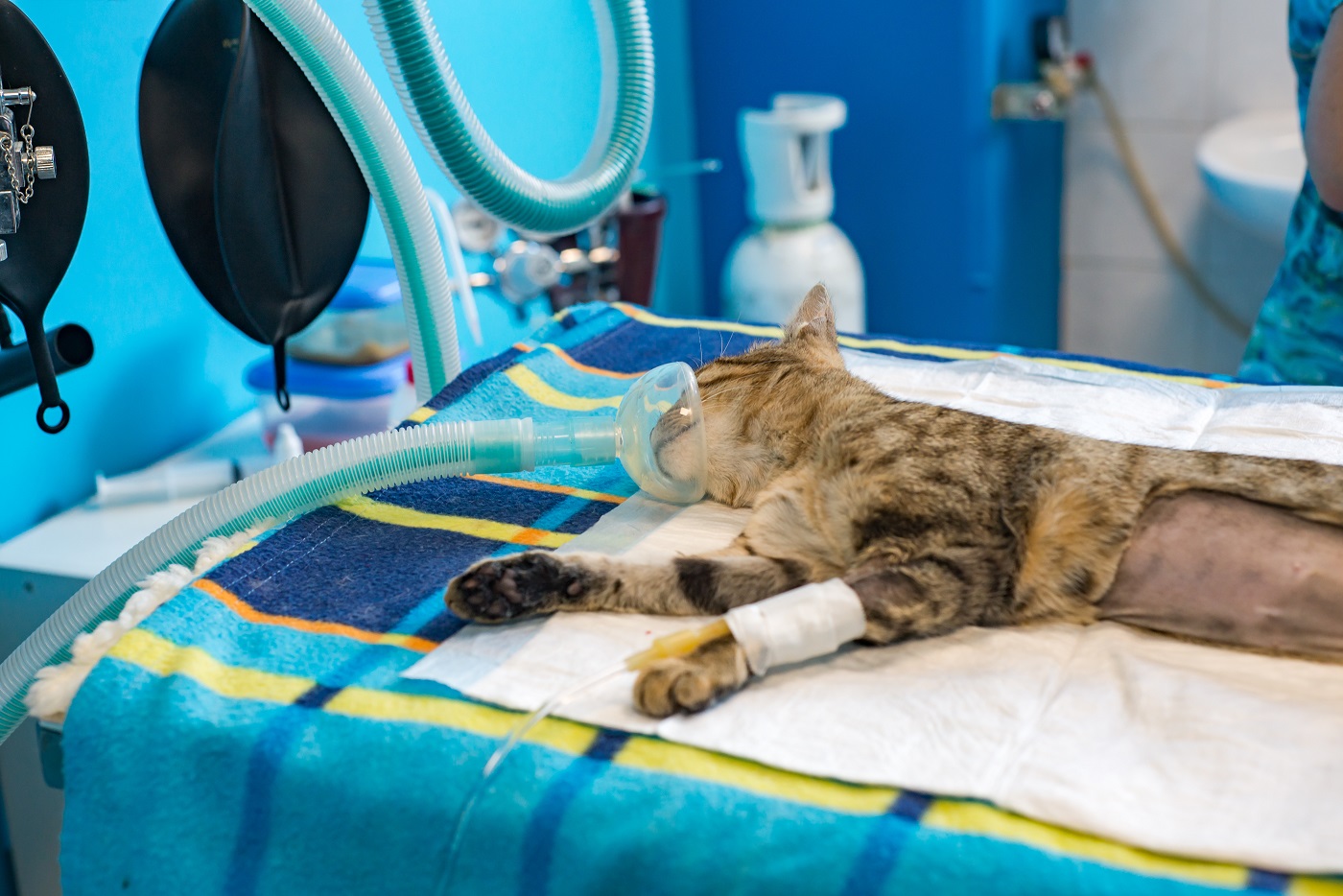 Narkose bei der Katze Risiken & Ablauf zooplus Magazin