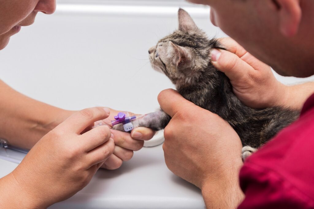 Narkose Katze Tierarzt