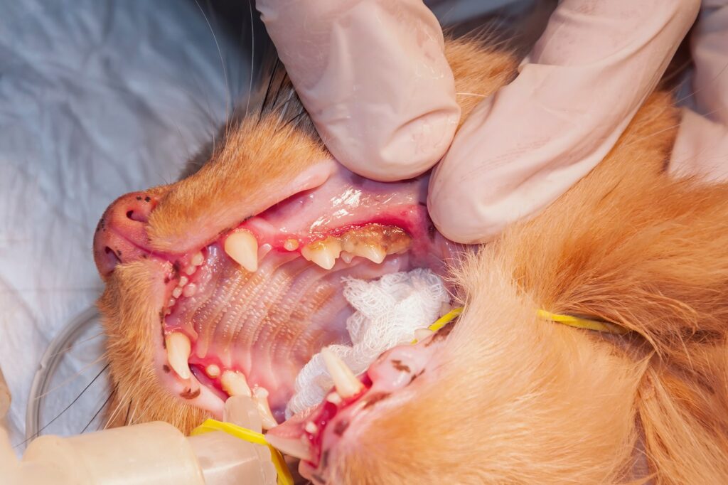 Zahnsteinentfernung Katze Narkose