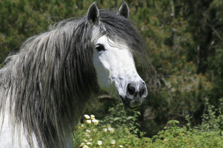 nahaufnahme andalusier pferd