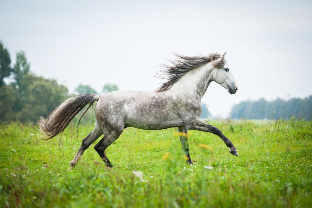 andalusier schimmel auf wiese