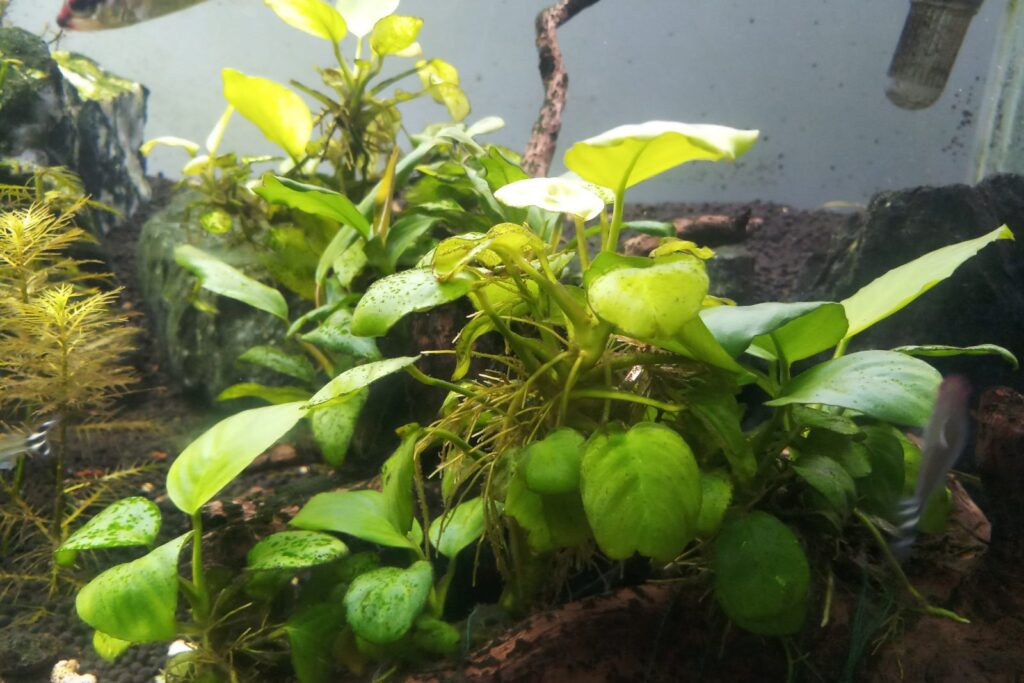 anubias aquarium eingepflanzt
