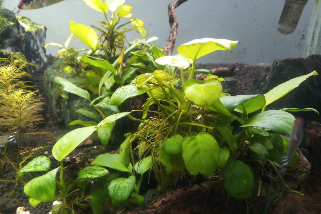Eine Anubias-Pflanze im Aquarium anubias aquarium eingepflanzt