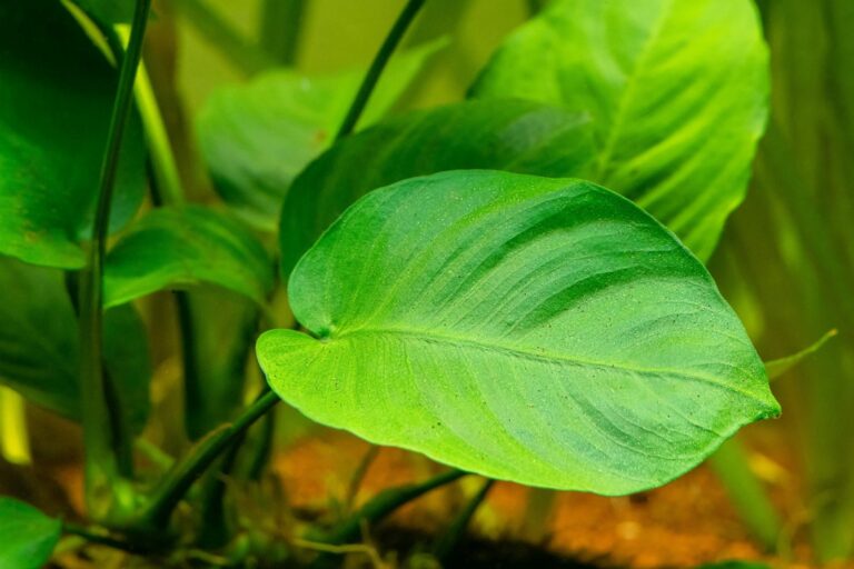 anubias pflanze im aquarium