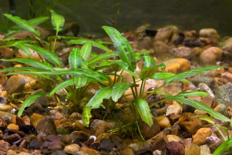 Cryptocoryne im Aquarium