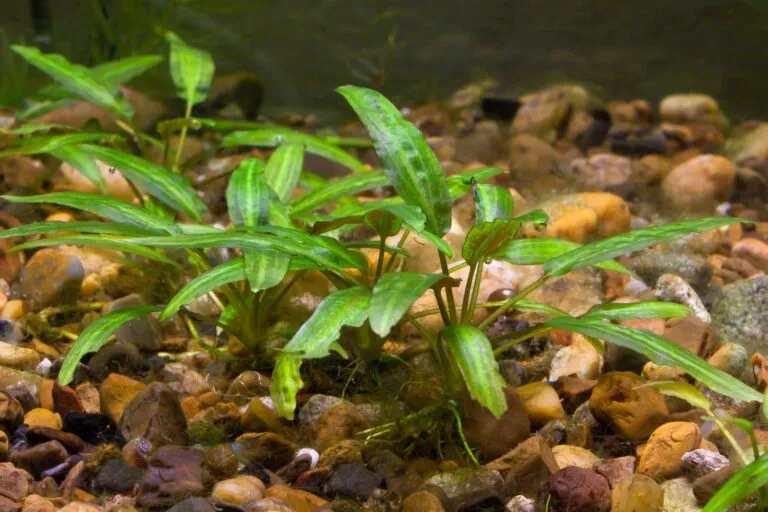 Cryptocoryne im Aquarium