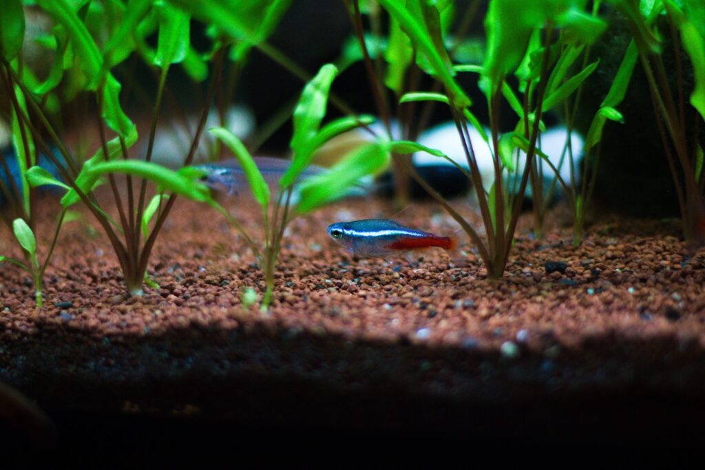 cryptocoryne willisii mit neonsalmler im aquarium