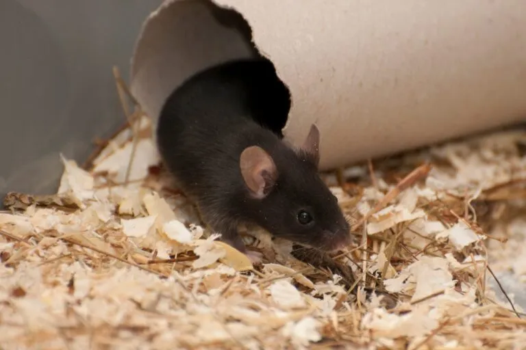 maus haltung im kaefig