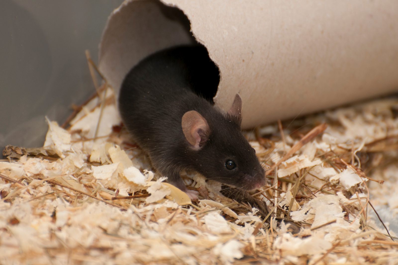 Mäuse-Haltung: Käfig, Auslauf, Ernährung | zooplus Magazin